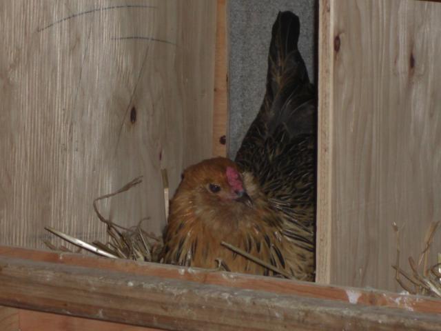 23722_marans_egg_etc_004.jpg