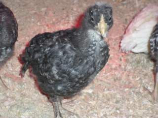 23722_marans_pics_018.jpg