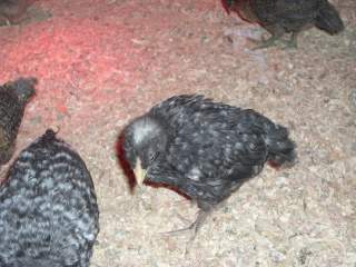 23722_marans_pics_033.jpg