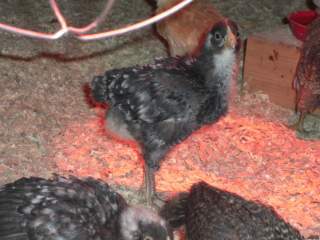 23722_marans_pics_034.jpg