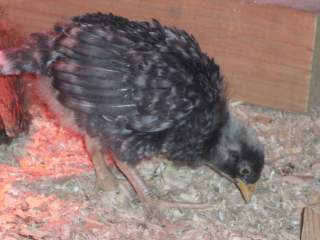 23722_marans_pics_044.jpg