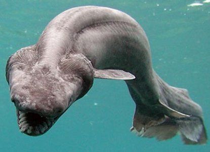23758_frilledshark.jpg