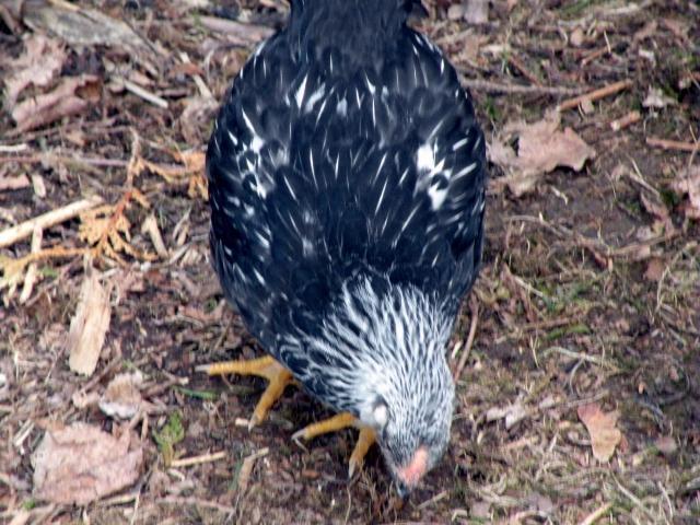 23763_dscn0271.jpg