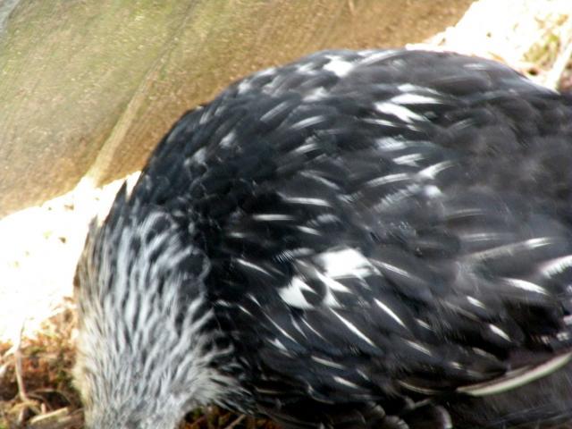 23763_dscn0274.jpg