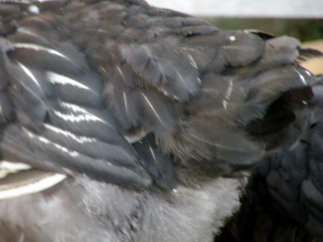 23763_dscn0277.jpg