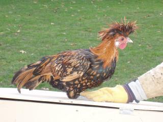 23771_golden_polish_roo.jpg