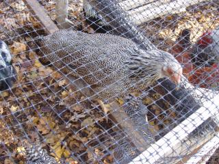 23771_spw_hen.jpg