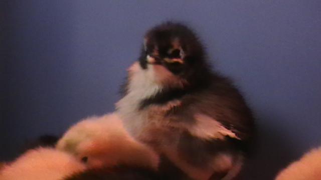 23778_imga0282.jpg