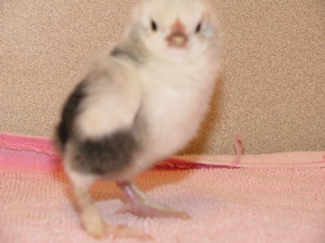 2377_chicks_008.jpg