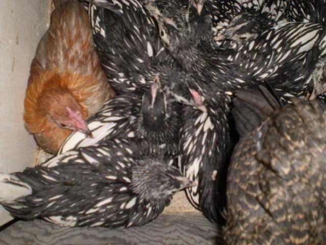 23788_chickens_180.jpg