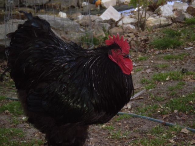 23788_chickens_209.jpg