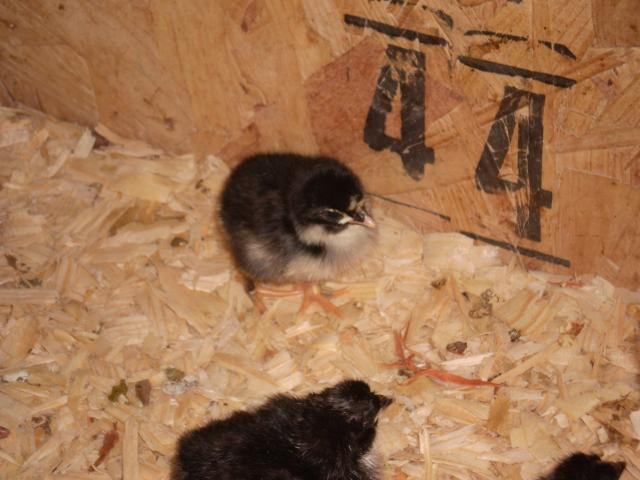 23788_chickens_231.jpg