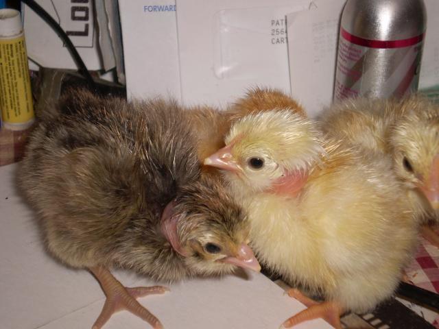 23788_chickens_421.jpg
