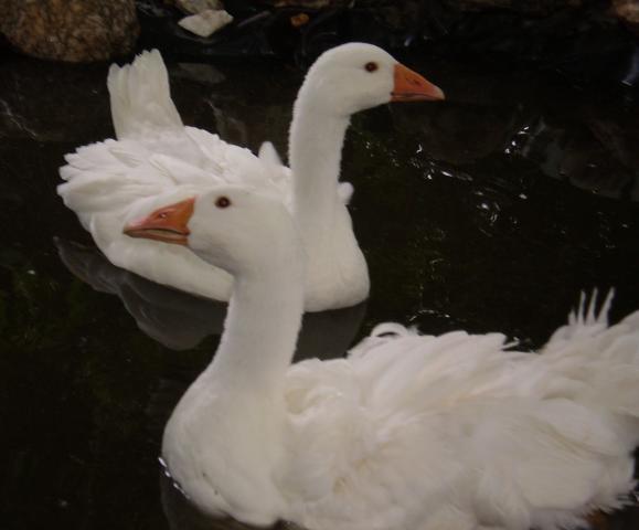 23788_chickens_439.jpg