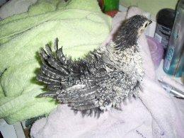 23788_chicks20and20coopo20011ma25001359-0003.jpg