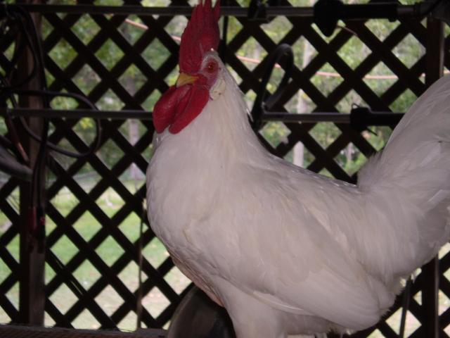 23788_p6220105.jpg