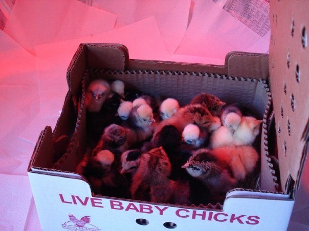 23794_chicksinabox.jpg