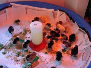 23794_chicksinpoolbrooder.jpg