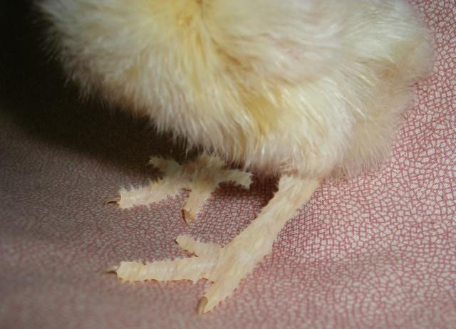 23809_featherleggedchickice.jpg