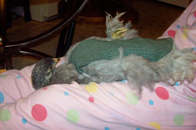 23813_100_4935.jpg