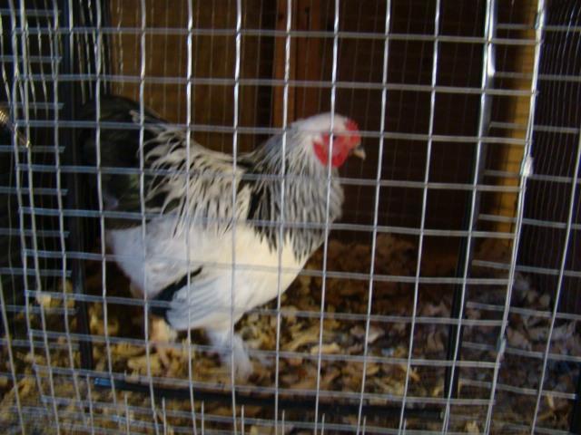 23845_brahmas_010.jpg