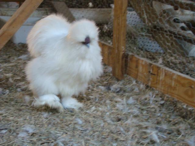 23845_chicken_eggs_for_sale_011.jpg