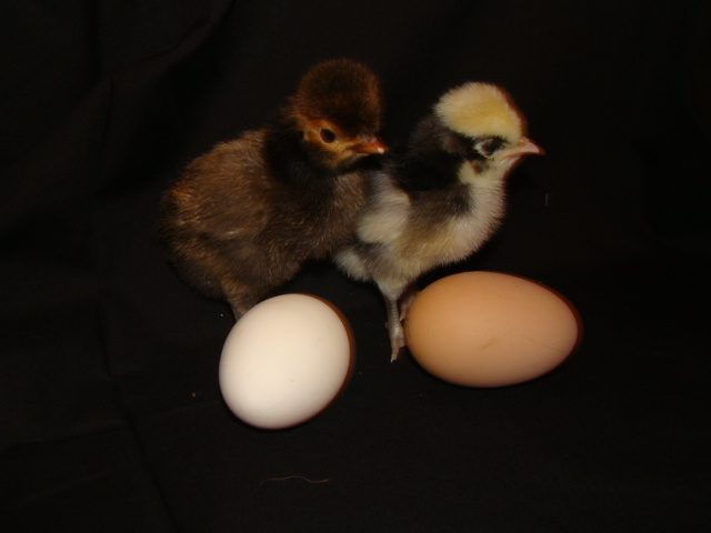 23845_chickseggs2.jpg