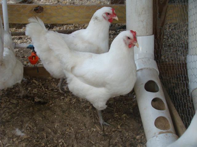 white jersey giant chicken