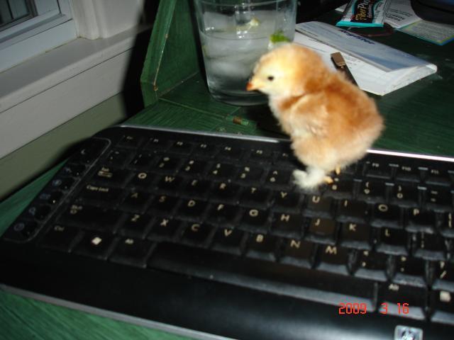 23855_baby_chick_142.jpg