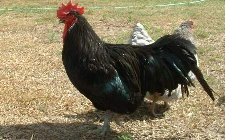 23865_black_orpington_rooster.jpg
