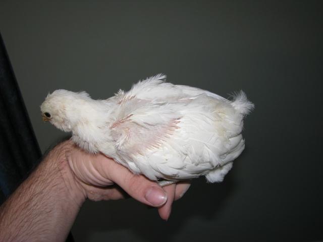 23869_chicks_026.jpg