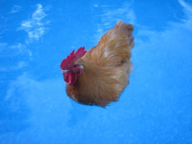 rooster chilling in the pool  BackYard Chickens - Learn How to Raise  Chickens