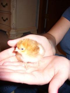 23894_chick_x_2_002.jpg