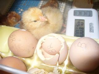 23894_chicks_003.jpg
