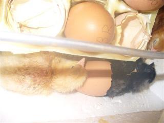 23894_chicks_004.jpg