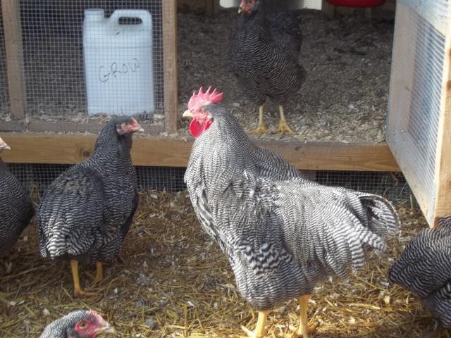 23908_fall_2011_chickens_and_coops_372.jpg