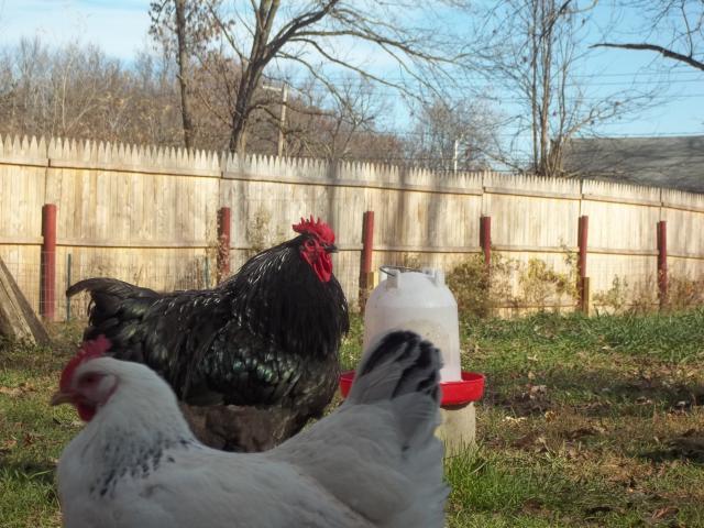 23908_fall_2011_chickens_and_coops_375.jpg