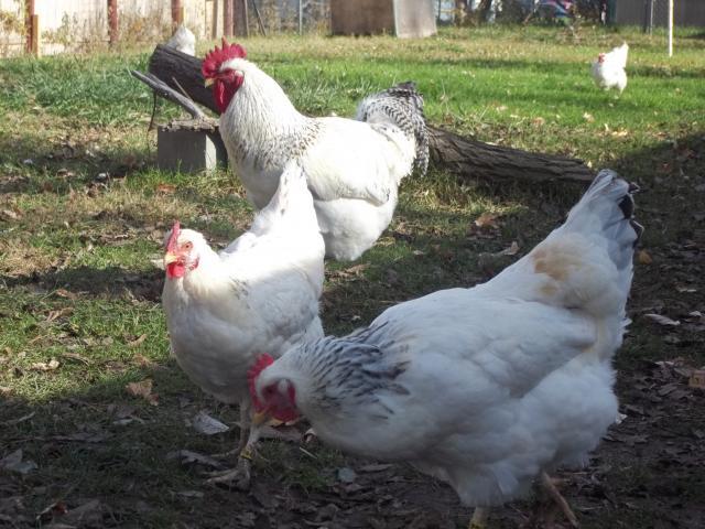 23908_fall_2011_chickens_and_coops_376.jpg