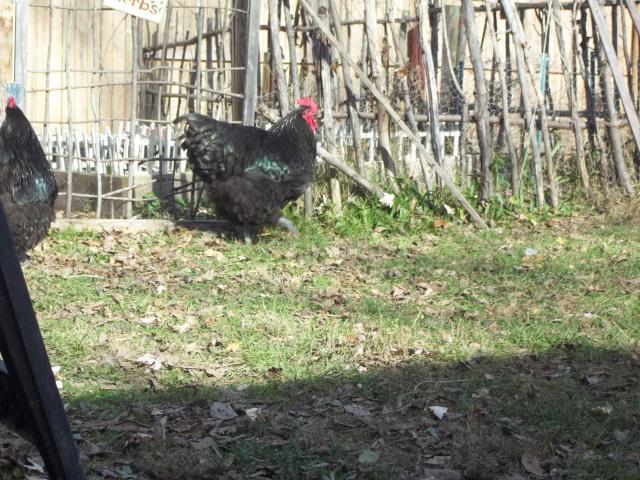 23908_fall_2011_chickens_and_coops_377.jpg
