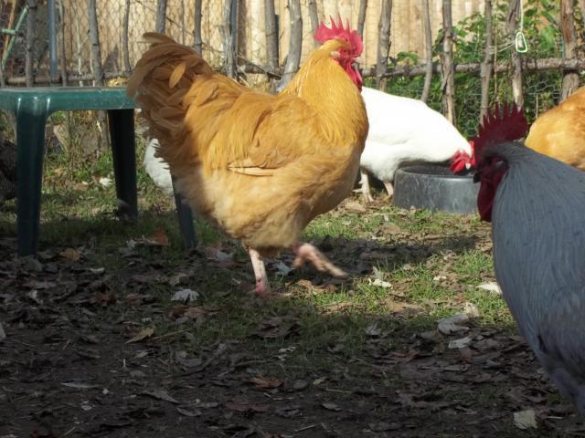 23908_fall_2011_chickens_and_coops_379.jpg