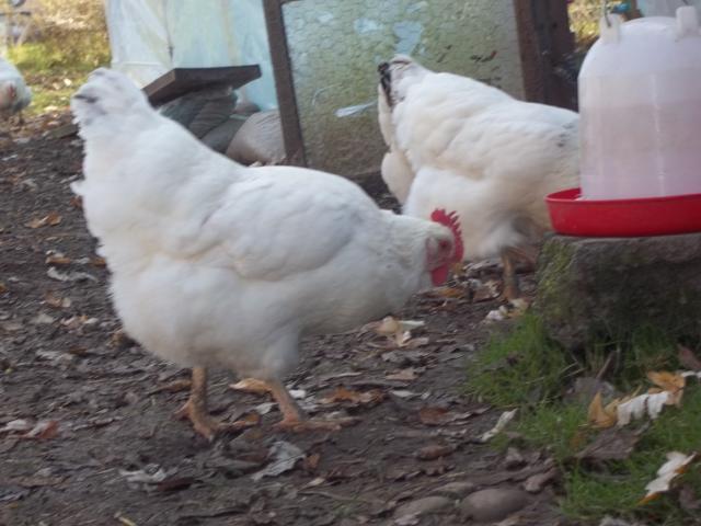 23908_fall_2011_chickens_and_coops_384.jpg