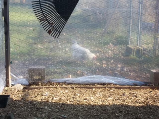 23908_fall_2011_chickens_and_coops_394.jpg