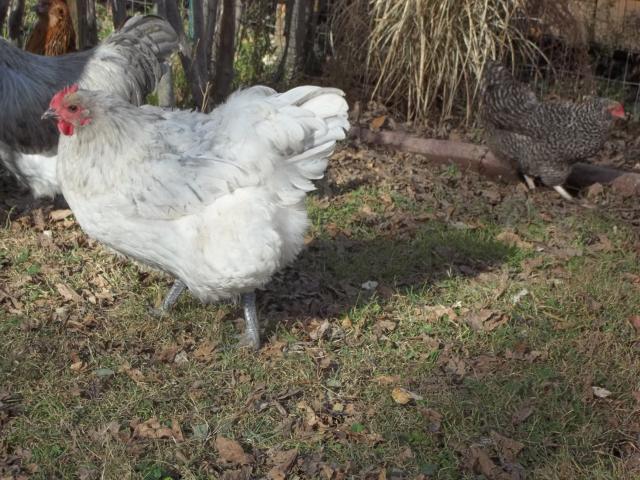 23908_fall_2011_chickens_and_coops_401.jpg