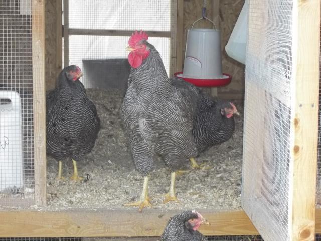 23908_fall_2011_chickens_and_coops_405.jpg