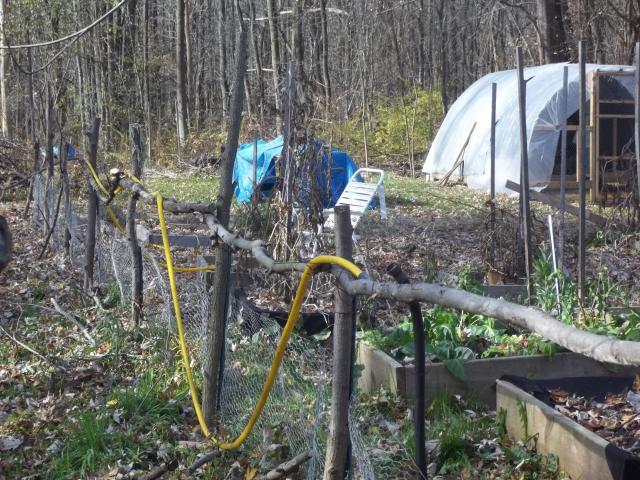 23908_fall_2011_chickens_and_coops_408.jpg