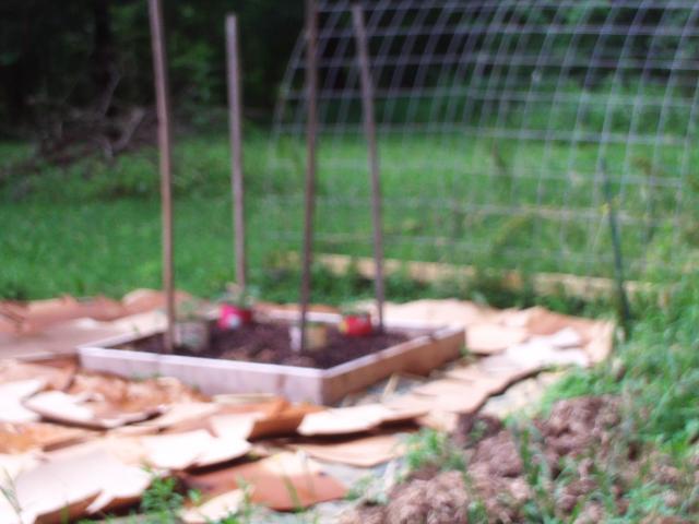 23908_henry_and_yard_work_6_23_11_028.jpg