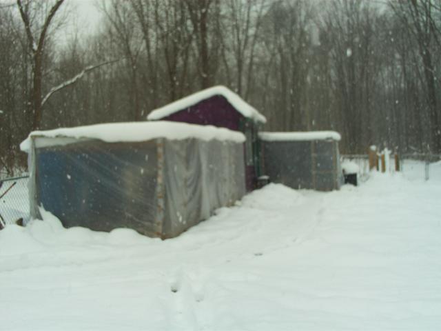 23908_winter_2010_dec_snow_fort_and_coop_004.jpg