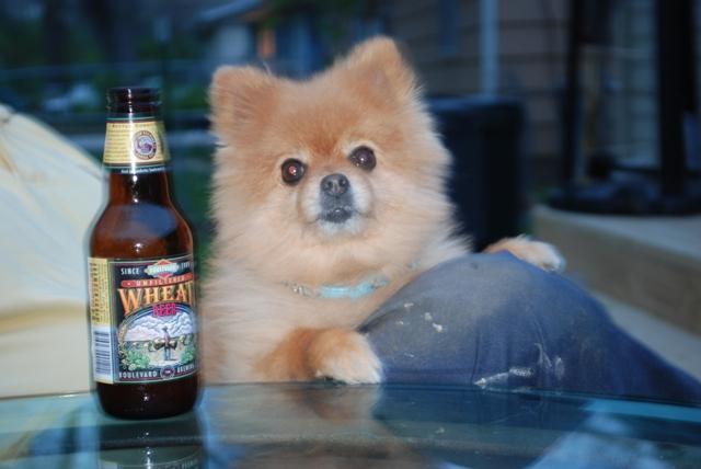 23932_dog_with_beer.jpg