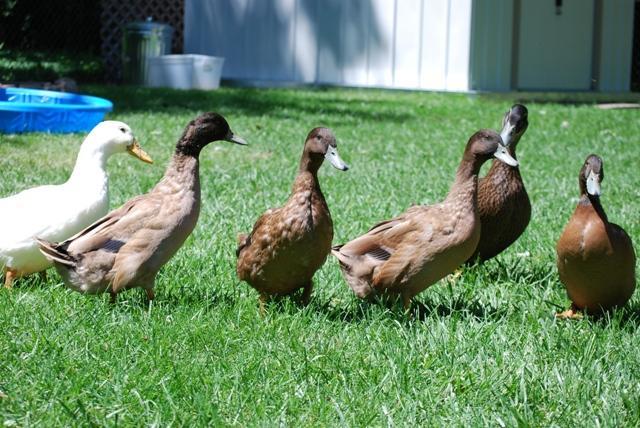 23932_ducks_11_weeks_feathers_turning.jpg