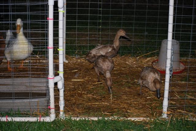 23932_new_dirty_duck_4.jpg